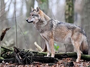 Wolf bei&szlig;t Kind in die Brust