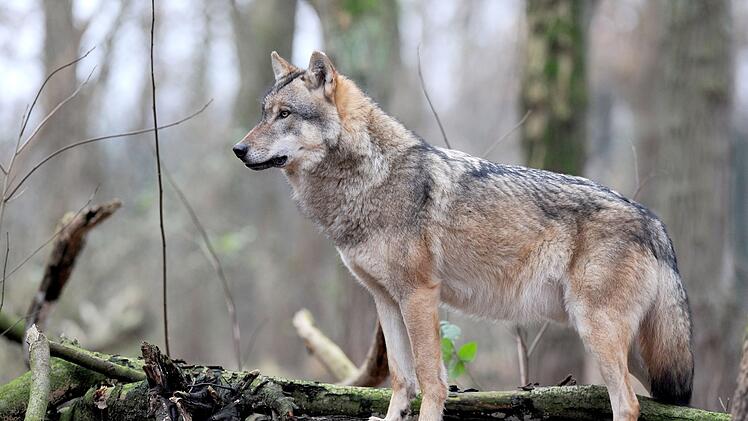 Wolf bei&szlig;t Kind in die Brust