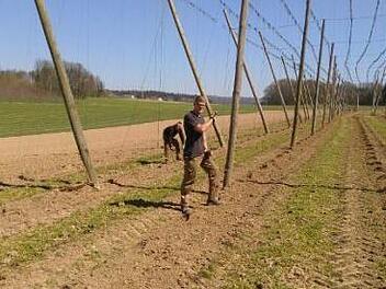 Mitarbeiter der Weißenoher  Klosterbrauerei helfen auf dem Hopfenfeld in Lilling.  Foto: privat