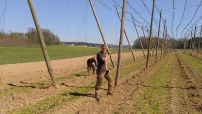 Mitarbeiter der Weißenoher  Klosterbrauerei helfen auf dem Hopfenfeld in Lilling.  Foto: privat