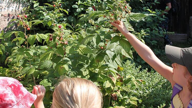 Leckere Himbeeren aus der Stadt.