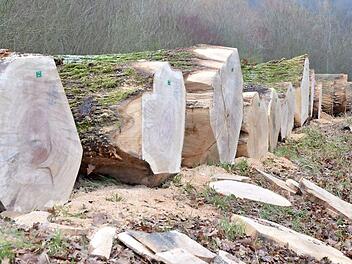 Bei Unterwohlsbach liegen schon die Stämme für die Laubholzsubmission bereit. Foto: Rainer Lutz
