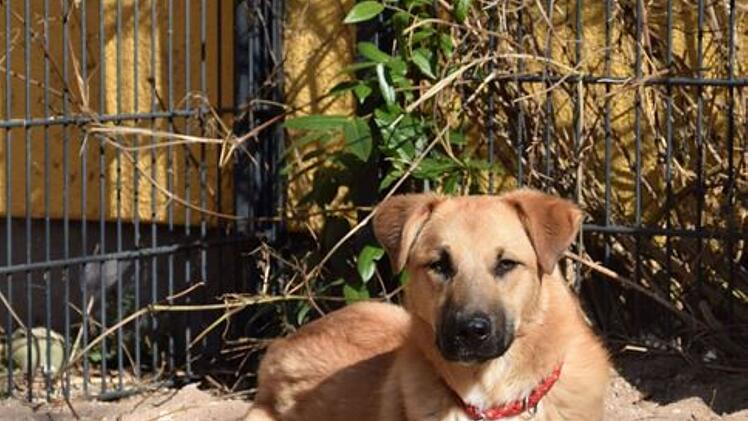Tierheim Nürnberg: Junger Hund Lino "hat kein Vertrauen zu Menschen" - "noch nichts gelernt"