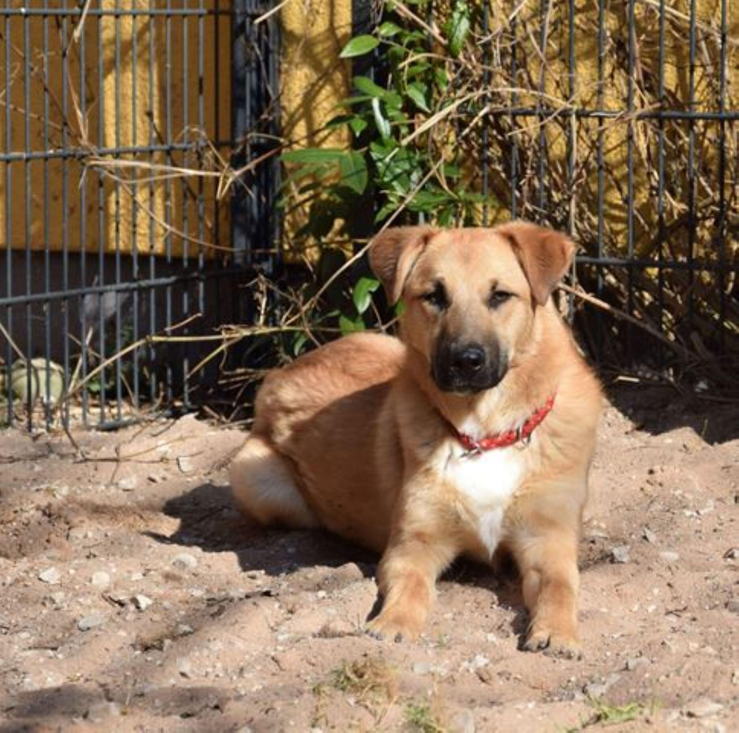 Tierheim Nürnberg "Schüchterner" Lino braucht viel Liebe wer schenkt dem jungen Hund