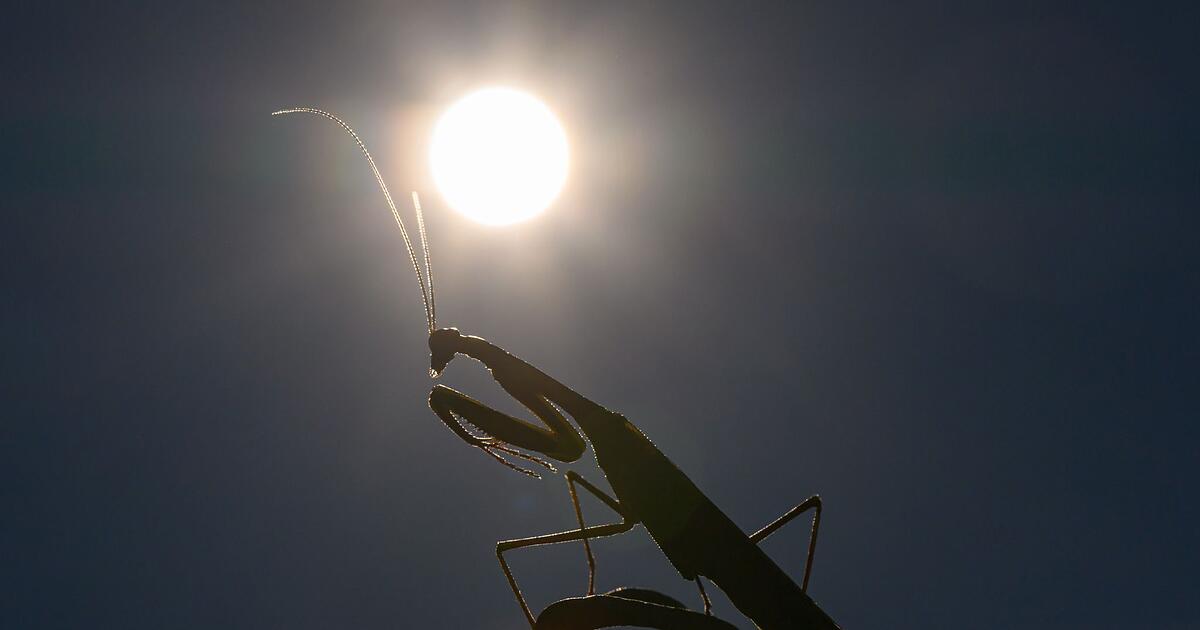2025-d-rfte-eines-der-drei-hei-esten-Jahre-werden