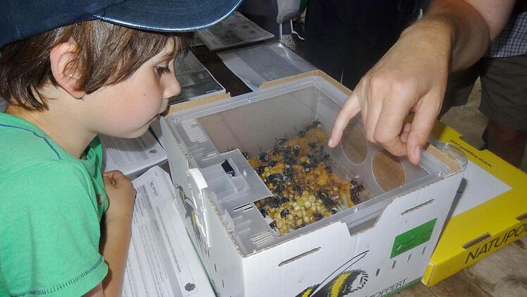 Wie gebannt schaut der kleine Leonard Tygges in den Karton mit Hummeln. Drei Hummelvölker tummeln sich darinnen. Jedes Volk besteht aus einer reproduktiven Königin, mindestens 120 Arbeiterinnen und Brut in verschiedenen Entwicklungsstadien.