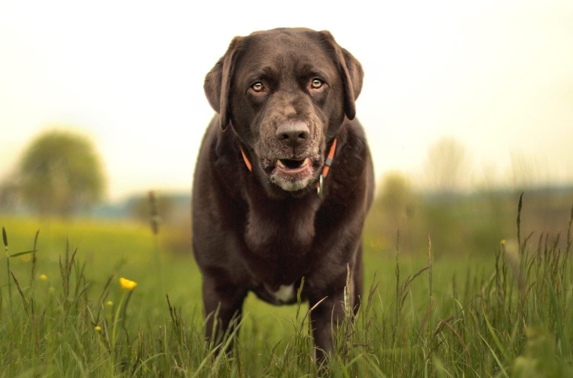 Herrenloser Hund beißt Mann mehrmals in Hand und Arm Opfer muss