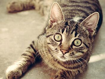 In Riechheim (Th&uuml;ringen) ist offenbar ein Katzenhasser unterwegs. Zwei Tiere wurden in eine &auml;tzende Fl&uuml;ssigkeit getaucht. Die Katzen k&auml;mpfen ums &Uuml;berleben. Das Veterin&auml;ramt ermittelt. Symbolfoto: Sbringser/Pixabay