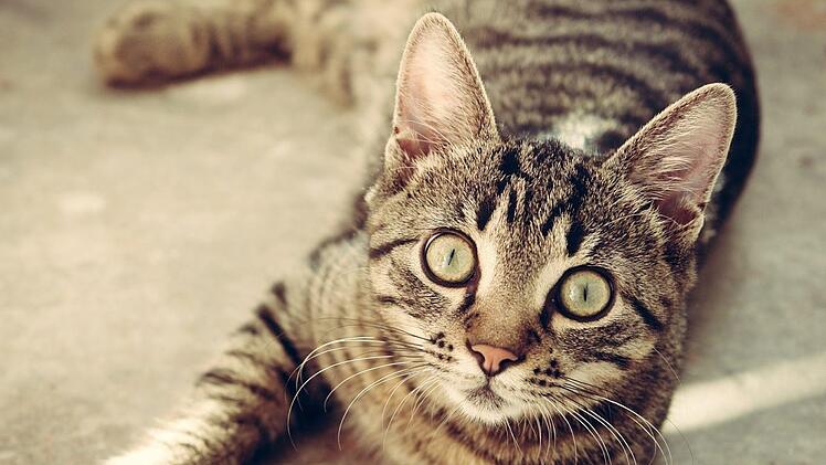 In Riechheim (Th&uuml;ringen) ist offenbar ein Katzenhasser unterwegs. Zwei Tiere wurden in eine &auml;tzende Fl&uuml;ssigkeit getaucht. Die Katzen k&auml;mpfen ums &Uuml;berleben. Das Veterin&auml;ramt ermittelt. Symbolfoto: Sbringser/Pixabay