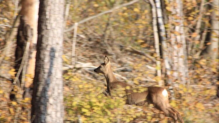 Wenn es kalt wird gilt für Rehe vor allem: Bitte nicht stören! Foto: Matthias Einwag