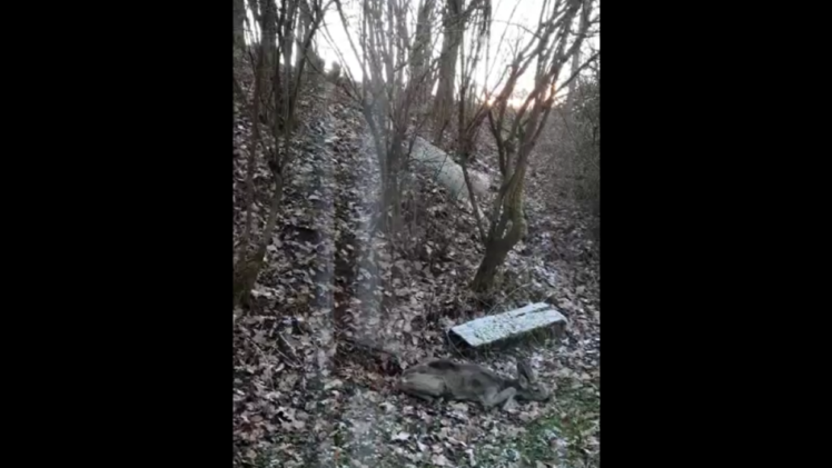 Coburg: Gerissenes Reh in Creidlitz entdeckt - wurde "scheußlich zugerichtet"