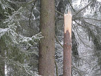 Vor allem Kiefern brechen unter der Schneelast einfach ab wie Streichhölzer. "Wenn e knallt, dann sofort raus aus dem Wald", schärft Stadtförsterin Carmen Hombach allen Spaziergängern ein. Foto: Sonja Adam