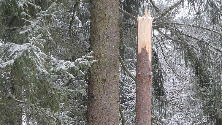 Vor allem Kiefern brechen unter der Schneelast einfach ab wie Streichhölzer. "Wenn e knallt, dann sofort raus aus dem Wald", schärft Stadtförsterin Carmen Hombach allen Spaziergängern ein. Foto: Sonja Adam