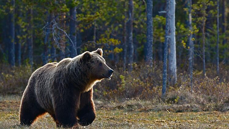 Braunbär