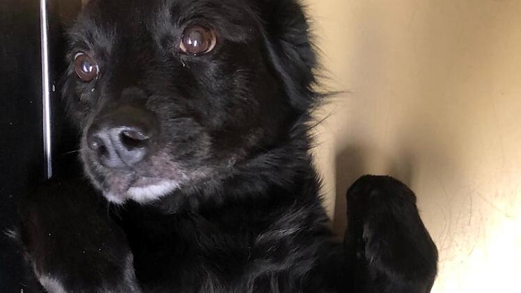 Tierheim Hersbruck: Wurde Hund "Freddy" ausgesetzt - "Leider verhärtet sich unser Verdacht"