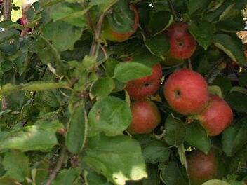 Apfelbaum  Foto: Archiv