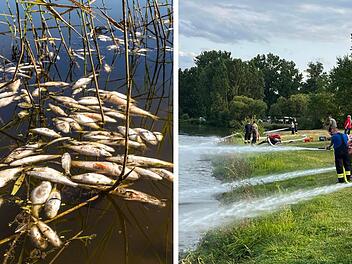 Tote Fische im Ebinger See
