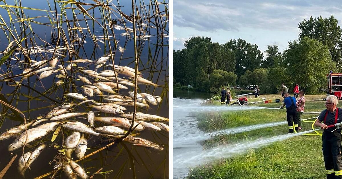 Large fish death in Ebinger Lake near Bamberg - water body overturned due ...