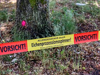 Bamberg: Gesundheitsgefahr - Wie Bamberg den Eichenprozessionsspinner bek&auml;mpft