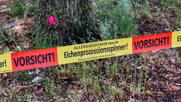 Bamberg: Gesundheitsgefahr - Wie Bamberg den Eichenprozessionsspinner bek&auml;mpft