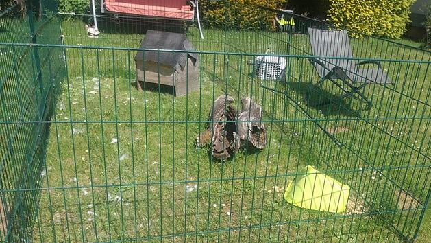 Wer hat in Sollenberg vier Hasen get&ouml;tet? Vieles deutet auf einen Fuchs hin, wie die Bilder aus dem Gehege zeigen. Vor 13 Jahren wurde schon ein gequ&auml;lter Zwerghase in Sollenberg gefunden. Fotos: privat