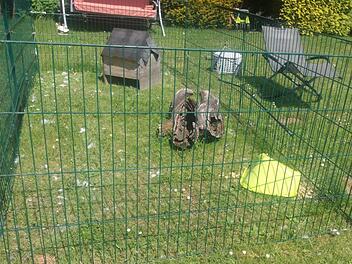 Wer hat in Sollenberg vier Hasen getötet? Vieles deutet auf einen Fuchs hin, wie die Bilder aus dem Gehege zeigen. Vor 13 Jahren wurde schon ein gequälter Zwerghase in Sollenberg gefunden. Fotos: privat