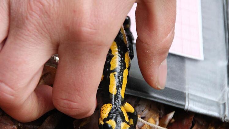 Zu früh gefreut. Der Lurch soll für weitere Fotos herhalten.