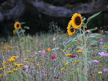 Eine Blumenwiese für viele Arten von Insekten hat die Kurgärtnerei im Staatsbad unterhalb des Streichelzoos geschaffen. Ob sich der Wiesenknopf-Ameisenbläuling allerdings dort wohlfühlen würde, ist ungewiss. Foto: Ulrike Müller