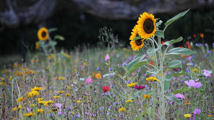 Eine Blumenwiese für viele Arten von Insekten hat die Kurgärtnerei im Staatsbad unterhalb des Streichelzoos geschaffen. Ob sich der Wiesenknopf-Ameisenbläuling allerdings dort wohlfühlen würde, ist ungewiss. Foto: Ulrike Müller
