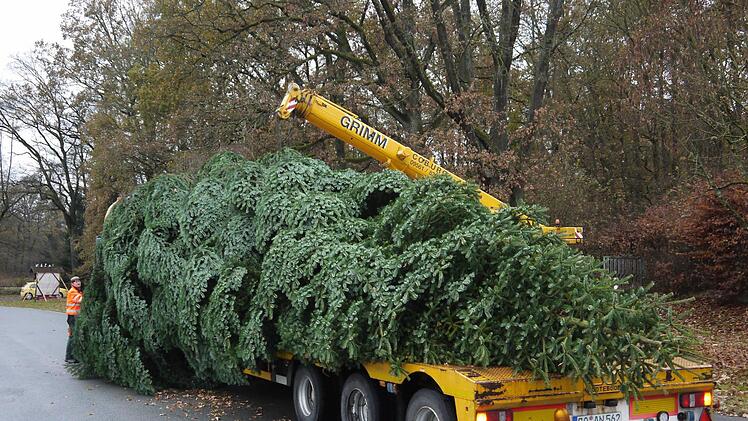 Kommt aus Wildenheid, schmückt den Neustadter Markt: eine 15 Meter hohe Nordmanntanne. Foto: Berthold Köhler