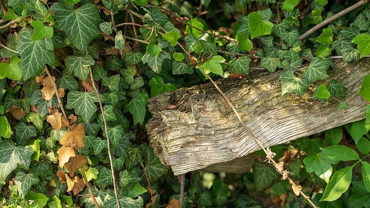 Bamberg: "verwilderten Gehölzbiotop" gerodet
