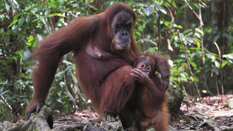 Den Orang Utan hat Peter Witt in Sumatra aufgenommen. Fotos und Geschichten von seiner Reise gibt es beim Vhs- Vortrag am Dienstag zu sehen und zu h&ouml;ren.