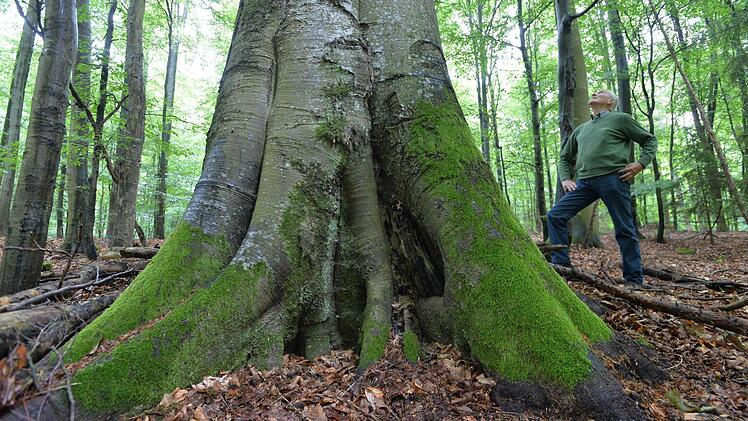 In Deutschland haben Baumriesen Seltenheitswert. Im Schutzgebiet "Hoher Buchener Wald" bei Ebrach finden sich noch viele solcher majestätischen Baumgestalten.   Fotos: Ronald Rinklef