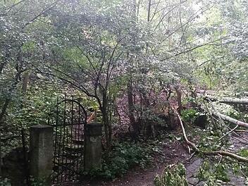 Kein Durchkommen: Der mehrstämmige Baum stürzte im Sturm von einem Privatgrundstück auf den öffentlichen Weg. Foto: Stadt Coburg