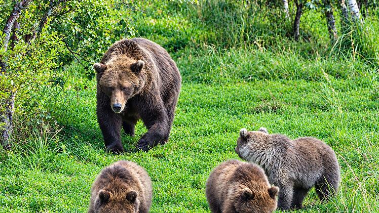&laquo;Fat Bear&raquo;-Wahl in Alaska