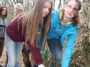 Mogali Sebel und Theresa Weiner schnappen sich die letzten Eibenbäumchen aus der Kiste: Aber es gibt noch genug Nachschub. Insgesamt 100 Eibenbäume werden auf der Theresienhöhe in Wirsberg gepflanzt. Foto: Adam