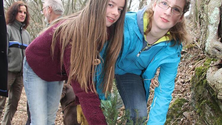 Mogali Sebel und Theresa Weiner schnappen sich die letzten Eibenbäumchen aus der Kiste: Aber es gibt noch genug Nachschub. Insgesamt 100 Eibenbäume werden auf der Theresienhöhe in Wirsberg gepflanzt. Foto: Adam