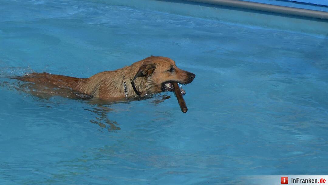 Hundebadetag im Freibad Eltmann