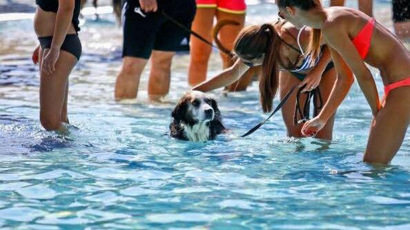 Hund und Mensch genossen den Badetag f&uuml;r Vierbeiner im Bayreuther Kreuzsteinbad am vergangenen Sonntag. Sch&ouml;ner Nebeneffekt: Der Erl&ouml;s kam dem Tierschutz zugute. Foto: Thorsten Ochs