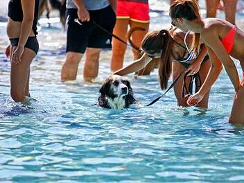 Hund und Mensch genossen den Badetag für Vierbeiner im Bayreuther Kreuzsteinbad am vergangenen Sonntag. Schöner Nebeneffekt: Der Erlös kam dem Tierschutz zugute. Foto: Thorsten Ochs