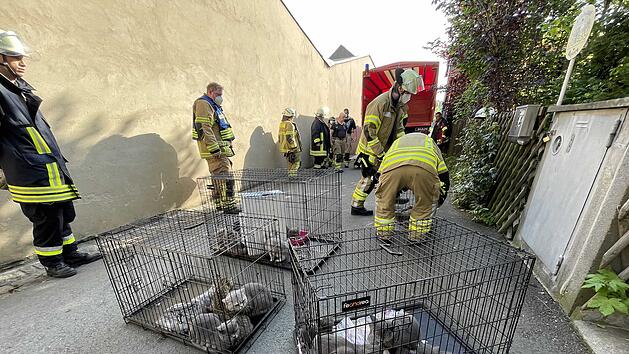 Zimmerbrand in Wohnhaus: Mehrere Katzen verendet