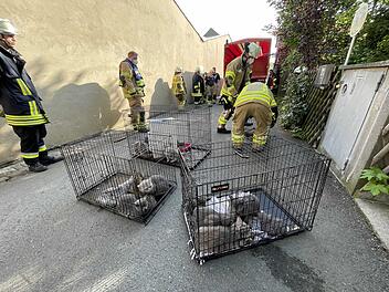 Zimmerbrand in Wohnhaus: Mehrere Katzen verendet