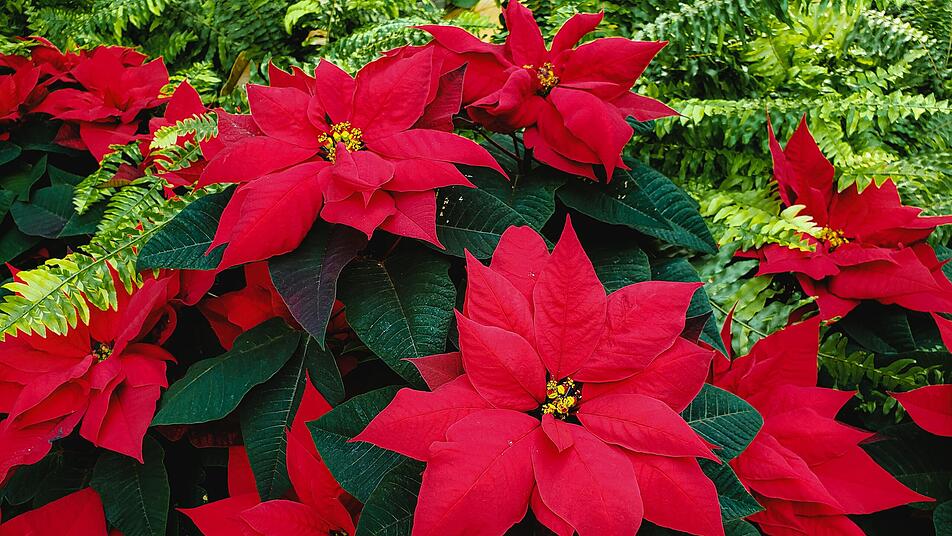 Weihnachtsstern: die besten Pflegetipps für den Weihnachtsklassiker
