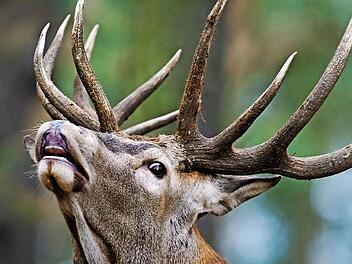 Bei der Jagd auf Tiere kommt es auch zu Unfällen mit Menschen. Wie man damit umgeht, war Thema einer großen Veranstaltung in Bad Staffelstein. Foto: Patrick Pleul/dpa