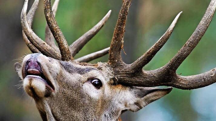Bei der Jagd auf Tiere kommt es auch zu Unfällen mit Menschen. Wie man damit umgeht, war Thema einer großen Veranstaltung in Bad Staffelstein. Foto: Patrick Pleul/dpa