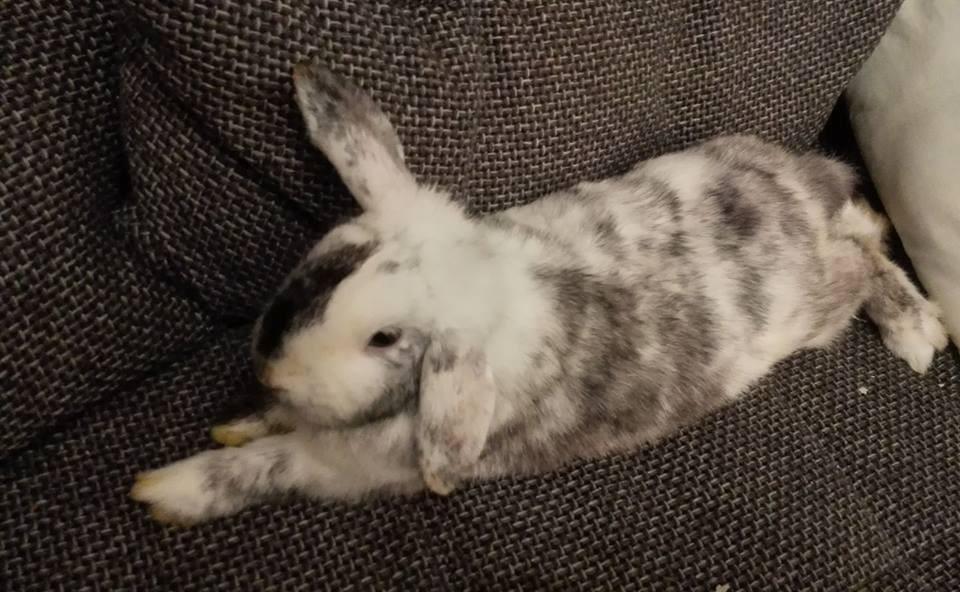 Kreis Kronach: Tierische Faulpelze