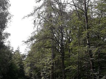 Die Dürre hat zu Trockenschäden im Wald geführt. Beim Pilzesammeln sollte auf herabfallende Äste geachtet werden, warnt der Forstbetrieb Hammelburg.  Foto: Daniel Zippert