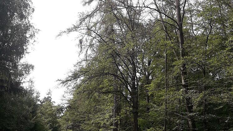 Die Dürre hat zu Trockenschäden im Wald geführt. Beim Pilzesammeln sollte auf herabfallende Äste geachtet werden, warnt der Forstbetrieb Hammelburg.  Foto: Daniel Zippert
