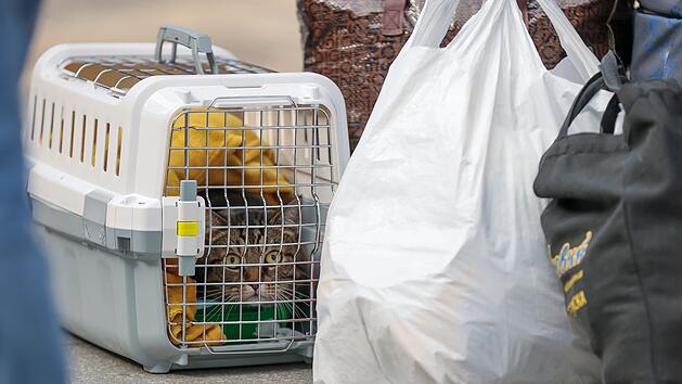 Tierheim Nürnberg teilt wichtige Informationen für Urlaube mit Haustier