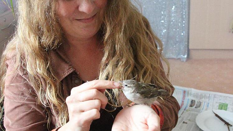 Der Spatz wird gefüttert.  Foto: Friedwald Schedel